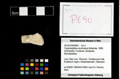 Foto (Objekt + Etikett) von Cracensigillatus acutirostrus (Moericke, 1889)  (NHMW-GEO-2014-0194-0690)
